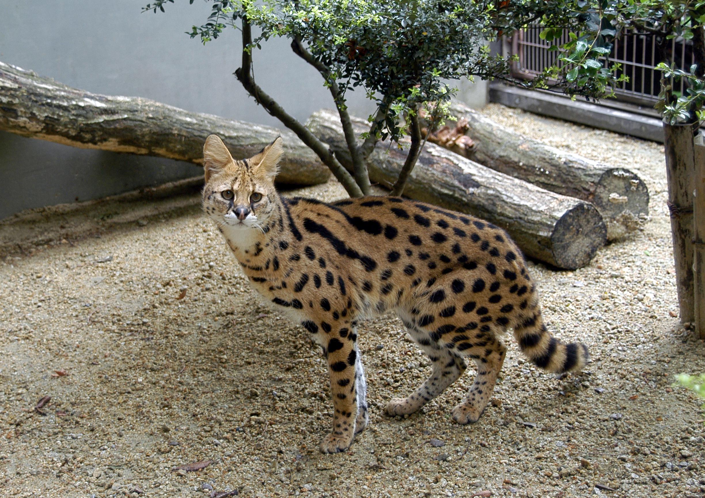 サーバル ムサシ が亡くなりました 新着のお知らせ 東山動植物園