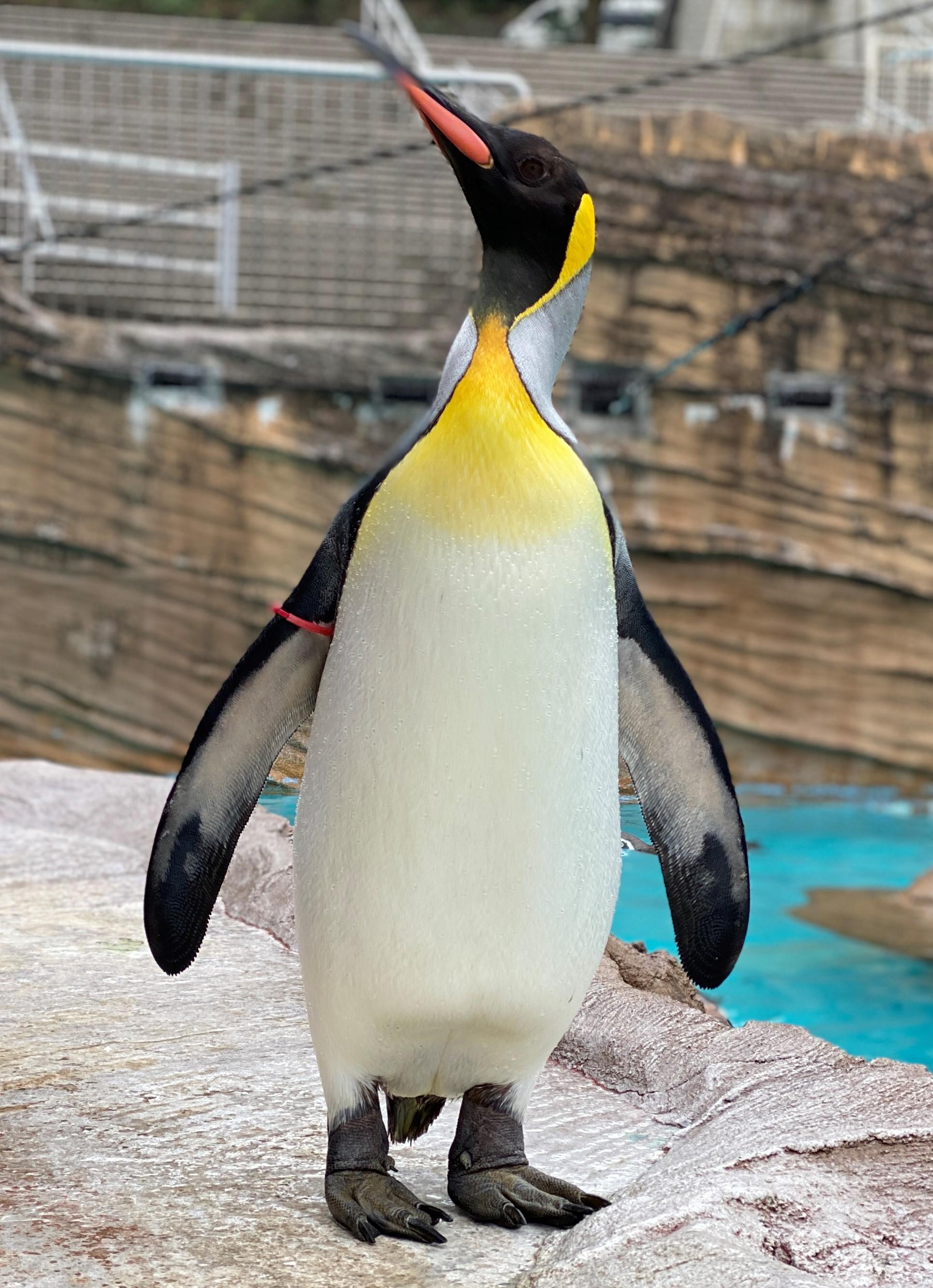 オウサマペンギンが来園しました 新着のお知らせ 東山動植物園