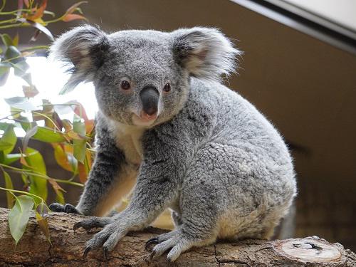 コアラの こまち と きらら が転出します 新着のお知らせ 東山動植物園