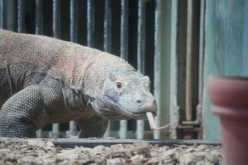 コモドオオトカゲ