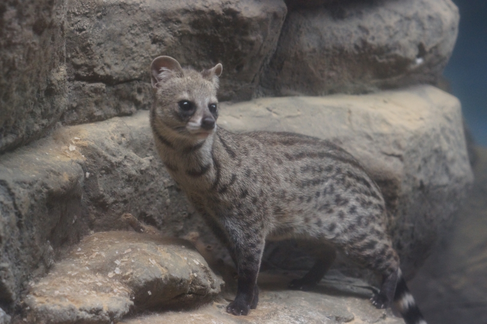 動物園の仲間「コジャコウネコ」の写真3