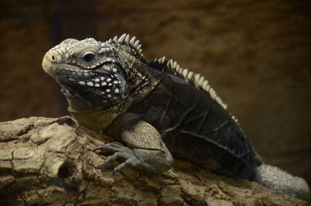 動物園の仲間「ケイマンイワイグアナ」の写真3