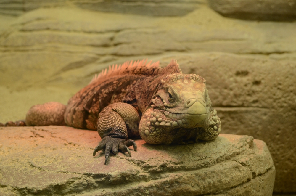 動物園の仲間「ケイマンイワイグアナ」の写真1