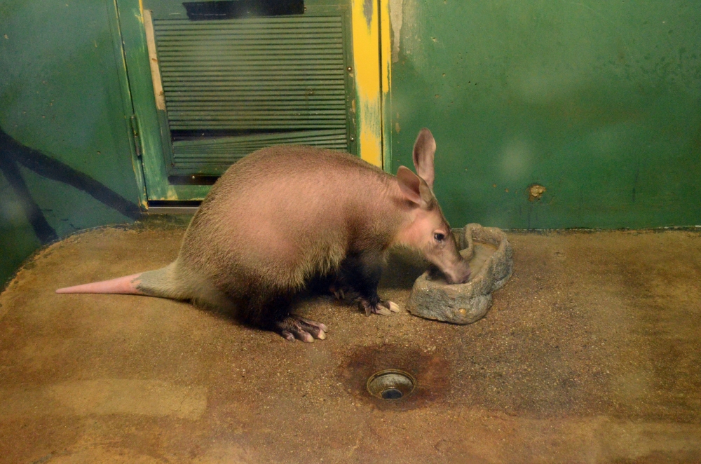 動物園の仲間「ツチブタ」の写真1