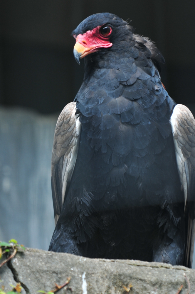 動物園の仲間「ダルマワシ」の写真4