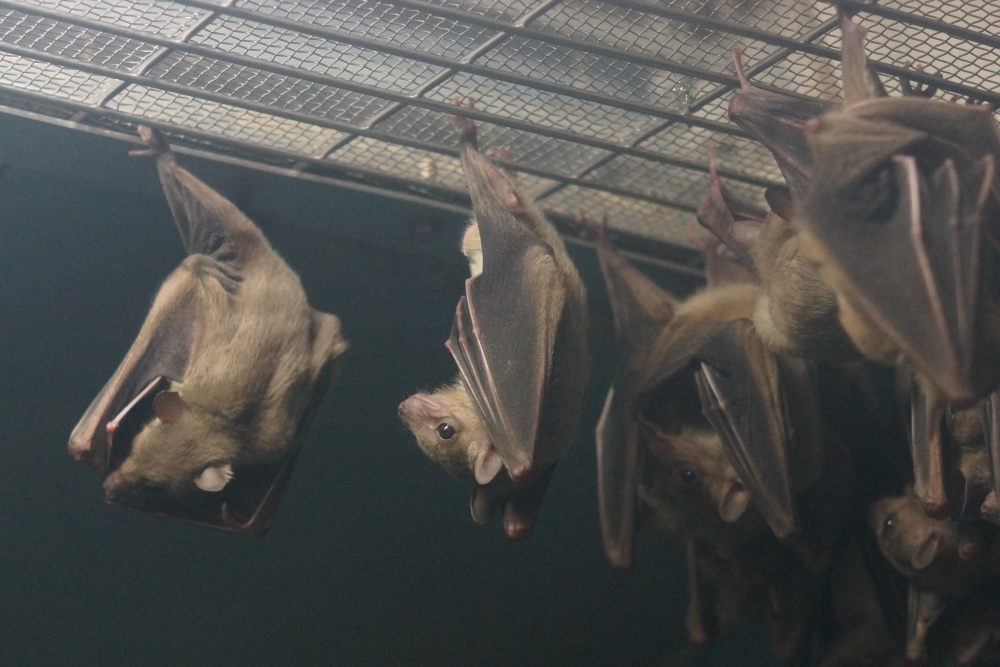 動物園の仲間「ルーセットオオコウモリ」の写真2