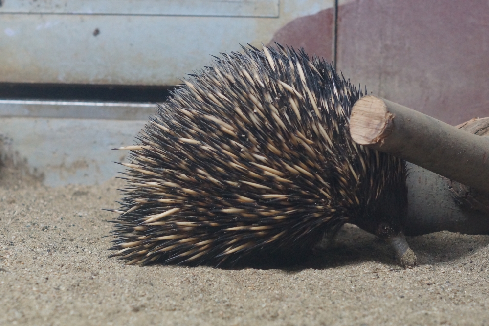 動物園の仲間「ハリモグラ」の写真1