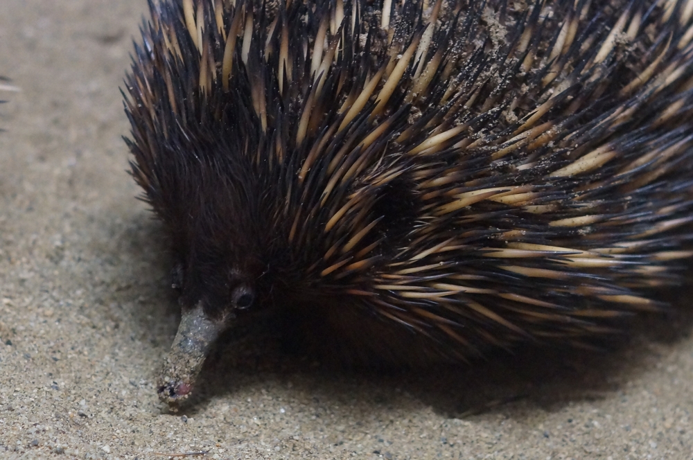 動物園の仲間「ハリモグラ」の写真3