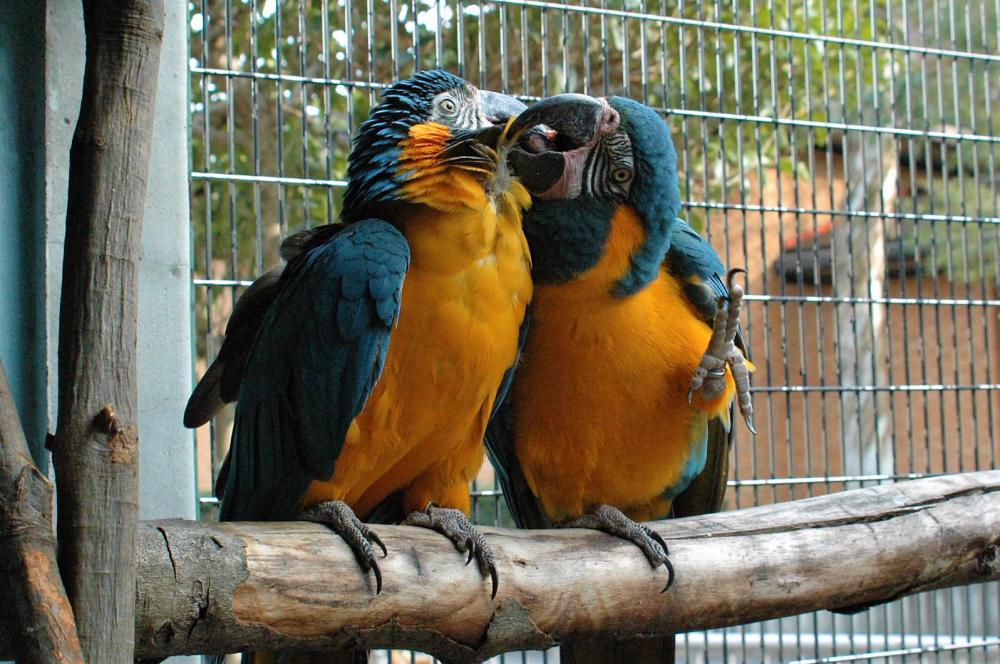 動物園の仲間「アオキコンゴウインコ」の写真3