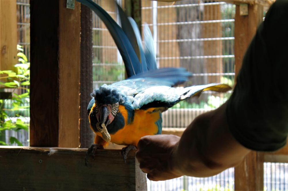 動物園の仲間「アオキコンゴウインコ」の写真4