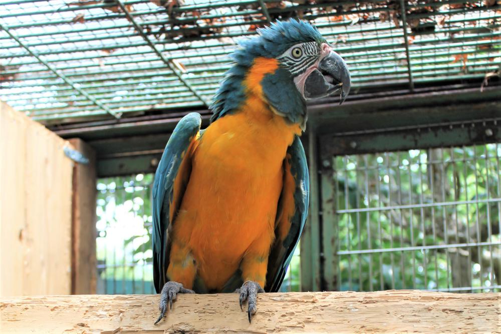 動物園の仲間「アオキコンゴウインコ」の写真1