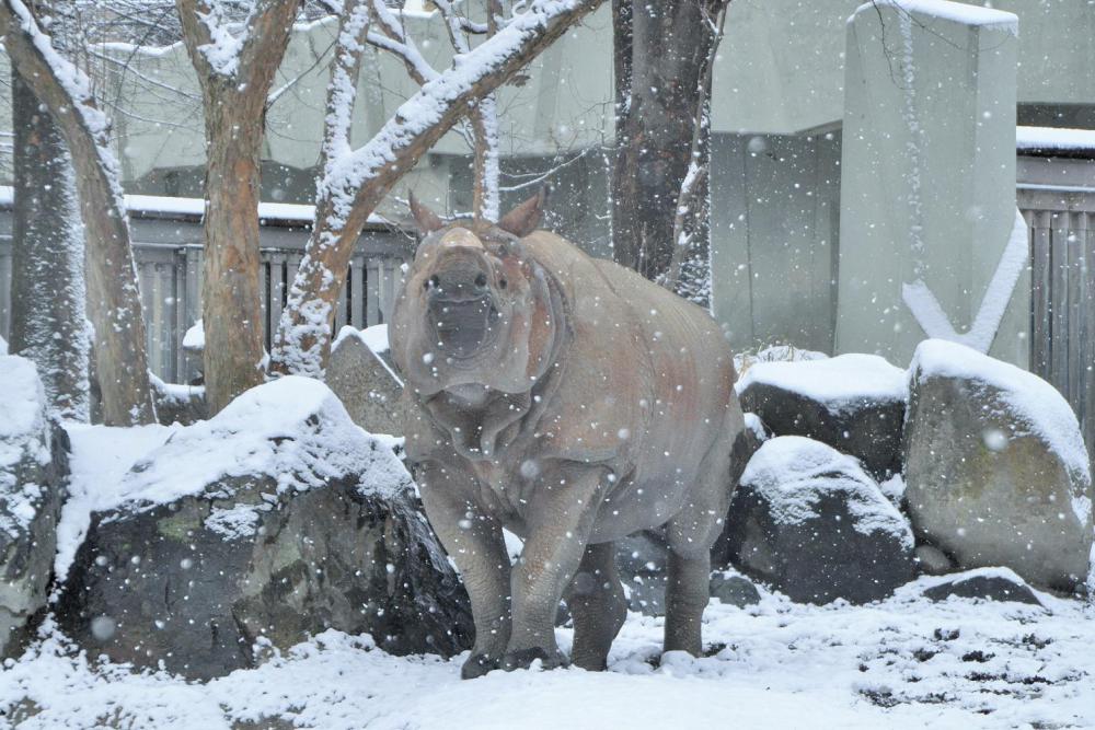 動物園の仲間「インドサイ」の写真4