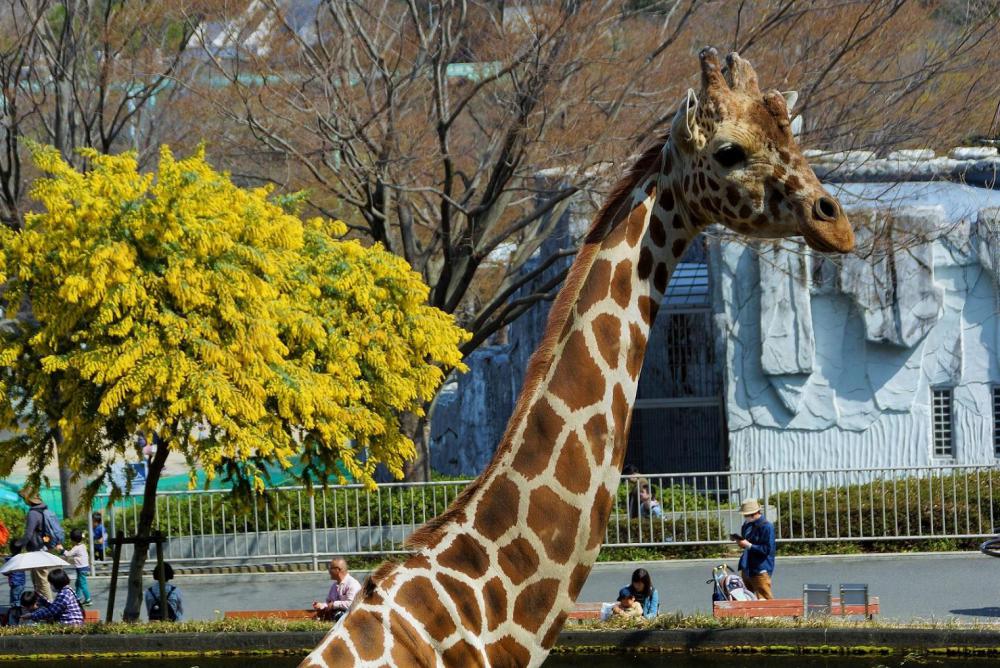 動物園の仲間「アミメキリン」の写真4