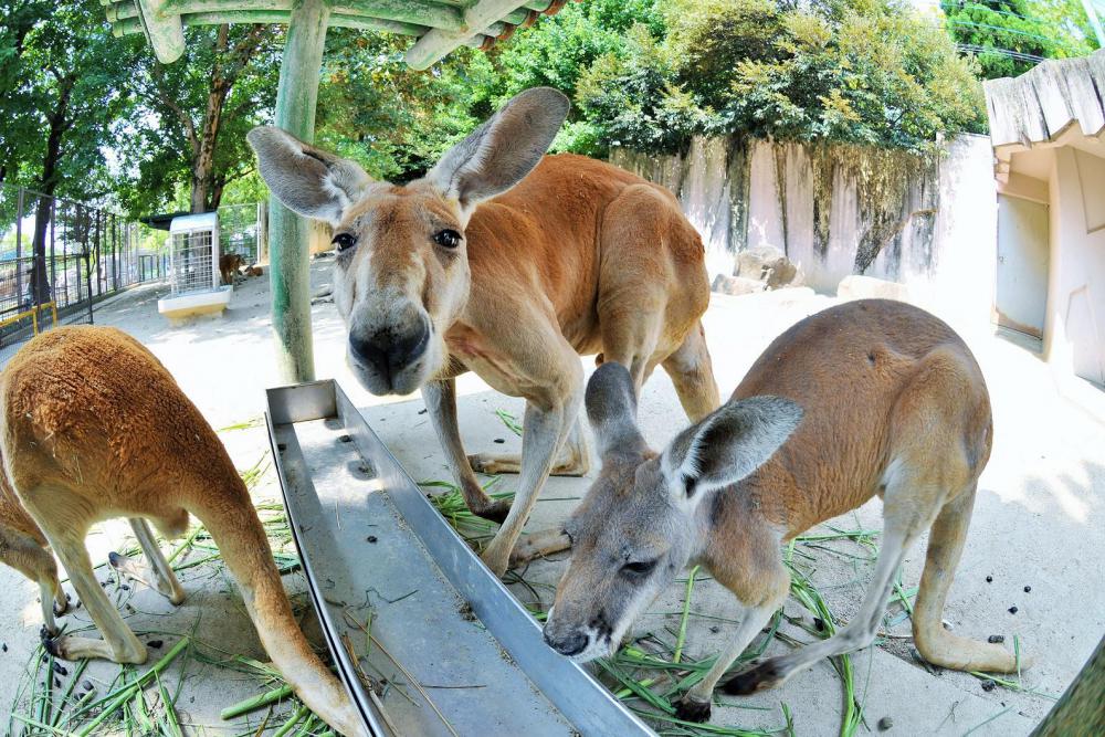 動物園の仲間「アカカンガルー」の写真2