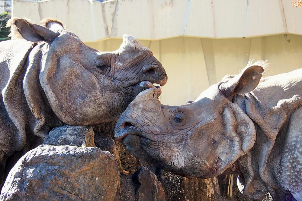 動物園の仲間「インドサイ」の写真3