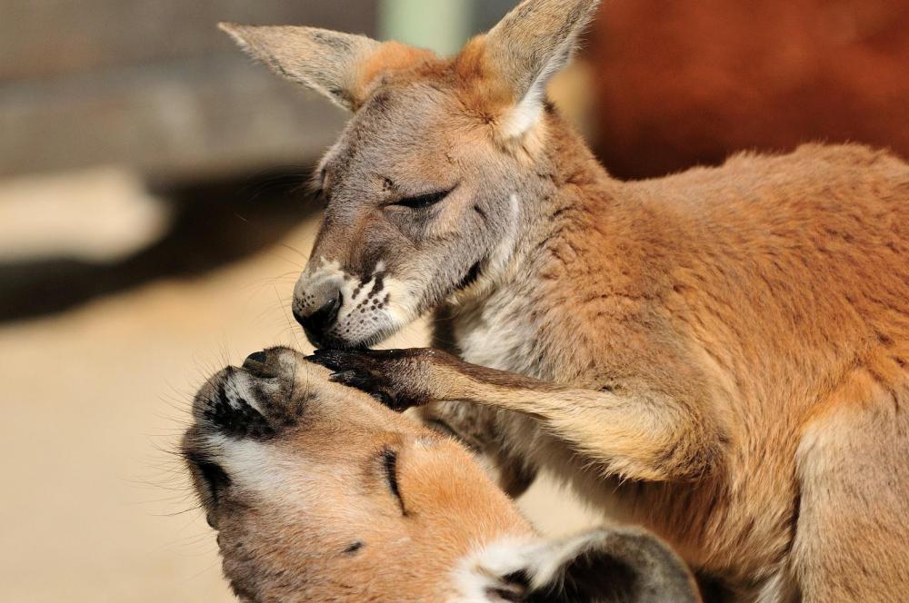 動物園の仲間「アカカンガルー」の写真4