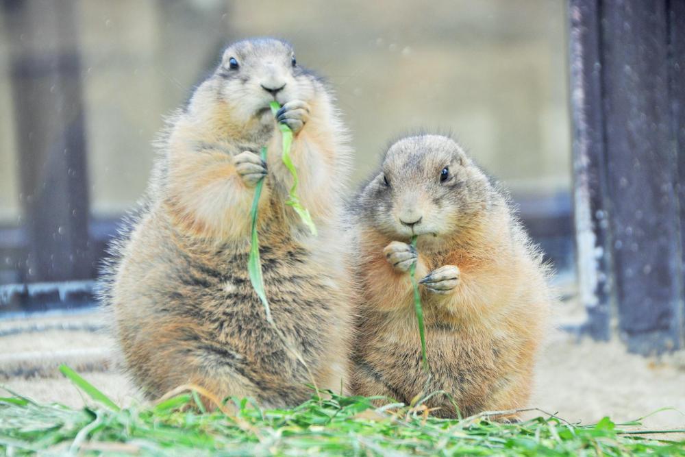 動物園の仲間「オグロプレーリードッグ」の写真1