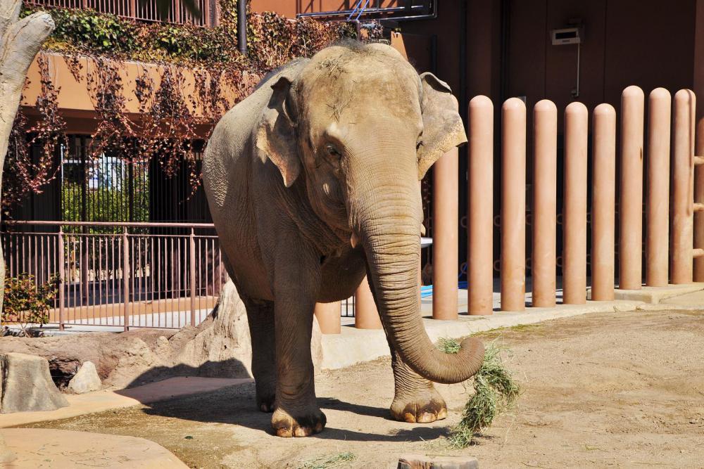 動物園の仲間「アジアゾウ」の写真1