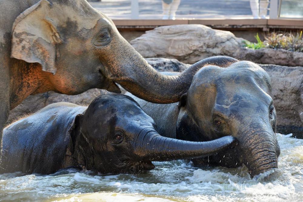 動物園の仲間「アジアゾウ」の写真3