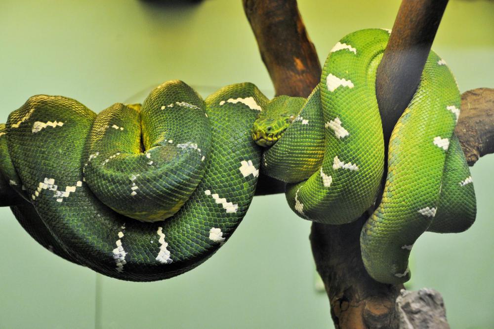 動物園の仲間「エメラルドツリーボア」の写真3