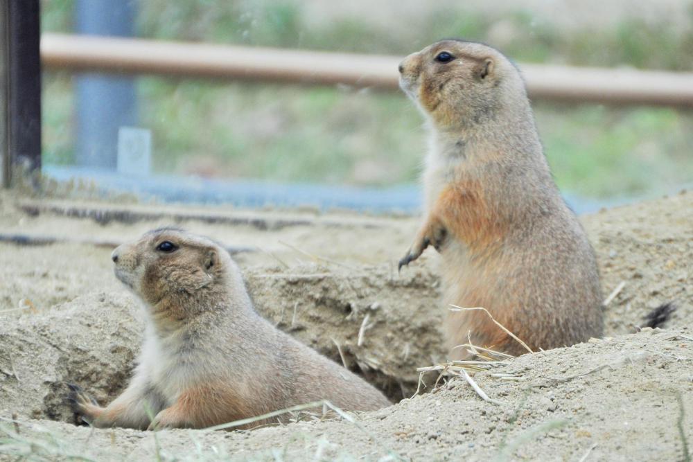 動物園の仲間「オグロプレーリードッグ」の写真2