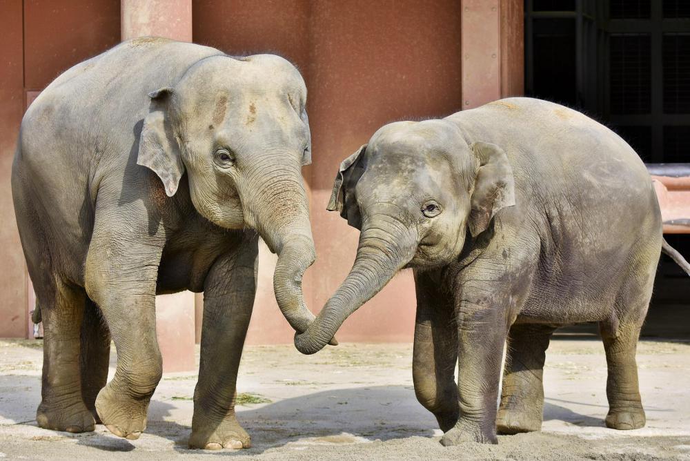 動物園の仲間「アジアゾウ」の写真2