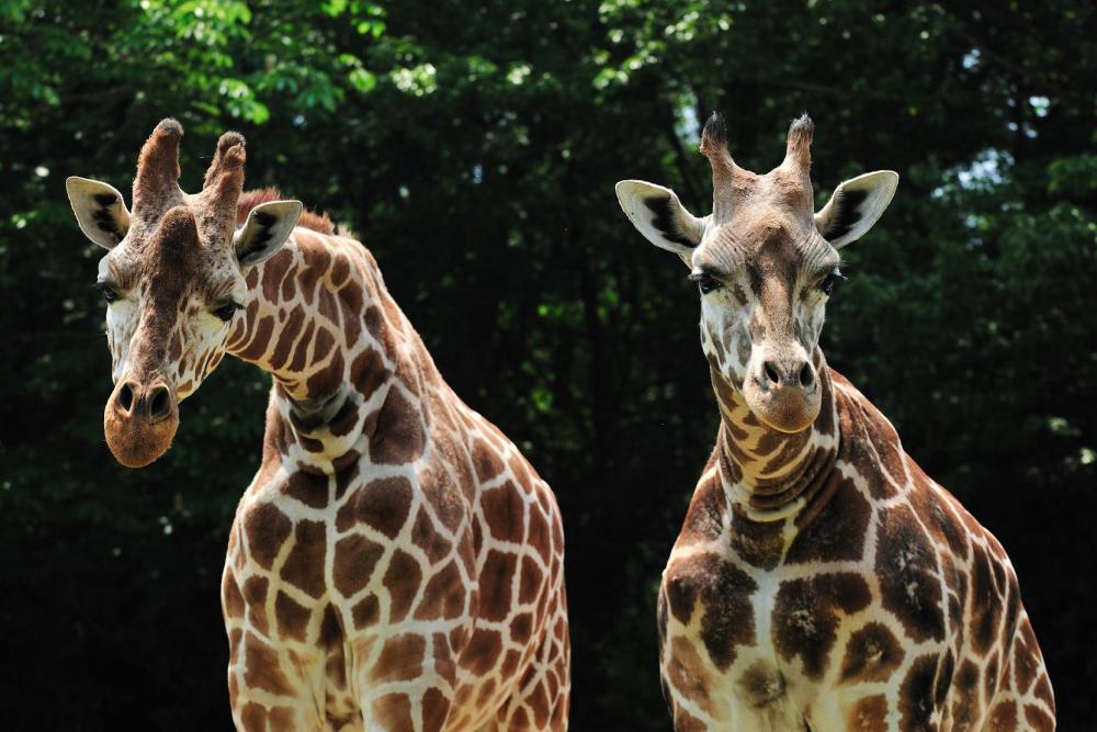 動物園の仲間「アミメキリン」の写真2