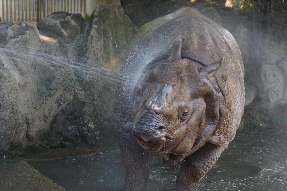 動物園の仲間「インドサイ」の写真2