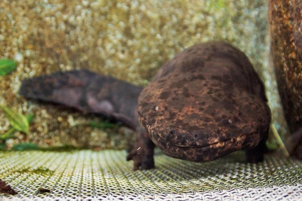 動物園の仲間「オオサンショウウオ」の写真1