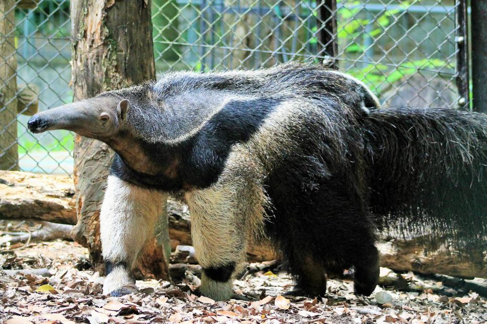 動物園の仲間「オオアリクイ」の写真1