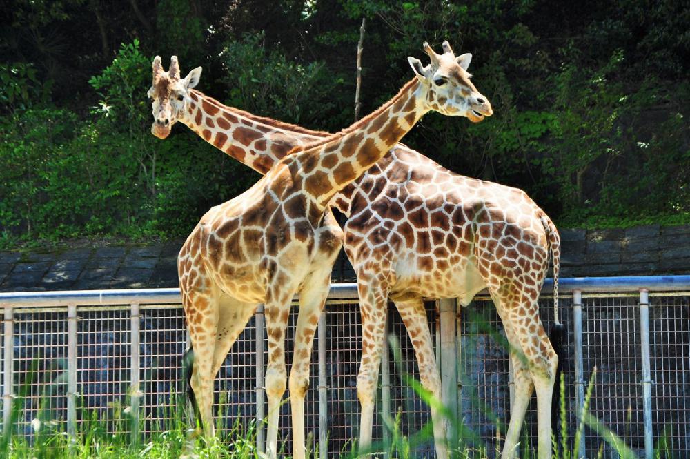 動物園の仲間「アミメキリン」の写真1