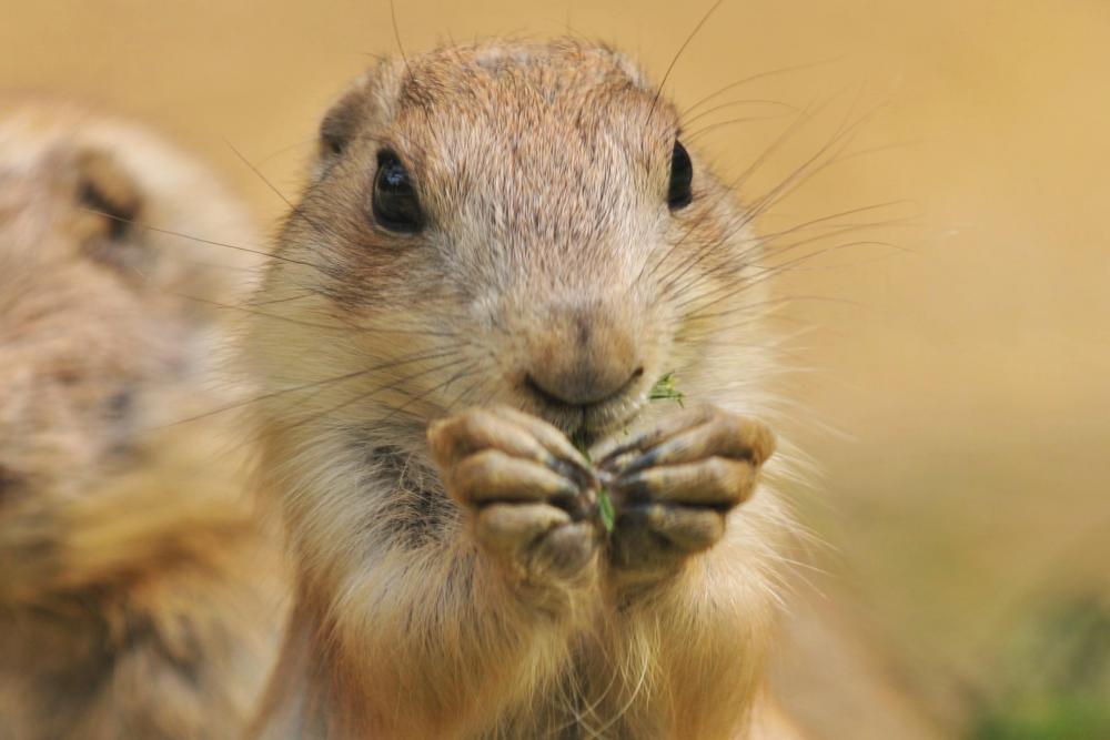 動物園の仲間「オグロプレーリードッグ」の写真4