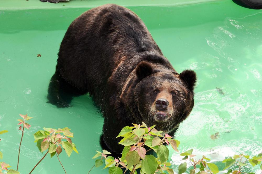 動物園の仲間「エゾヒグマ」の写真1