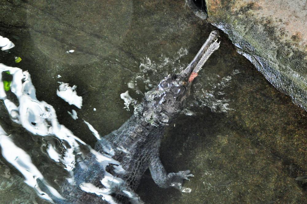 動物園の仲間「インドガビアル」の写真3