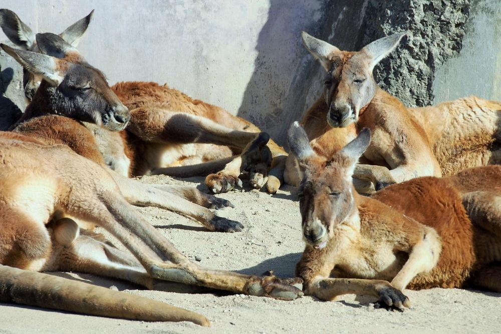 動物園の仲間「アカカンガルー」の写真3