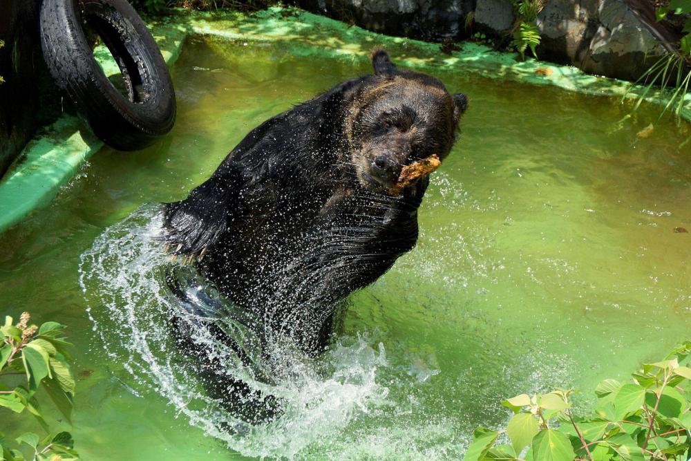 動物園の仲間「エゾヒグマ」の写真3