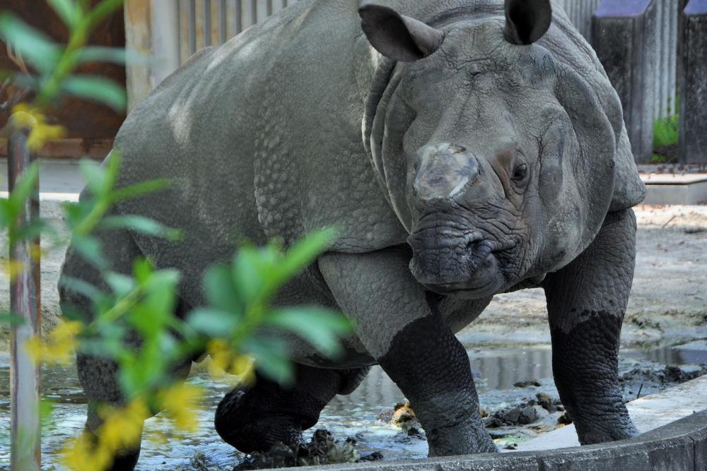 動物園の仲間「インドサイ」の写真1