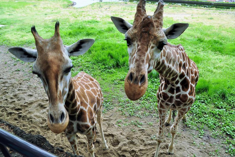 動物園の仲間「アミメキリン」の写真3