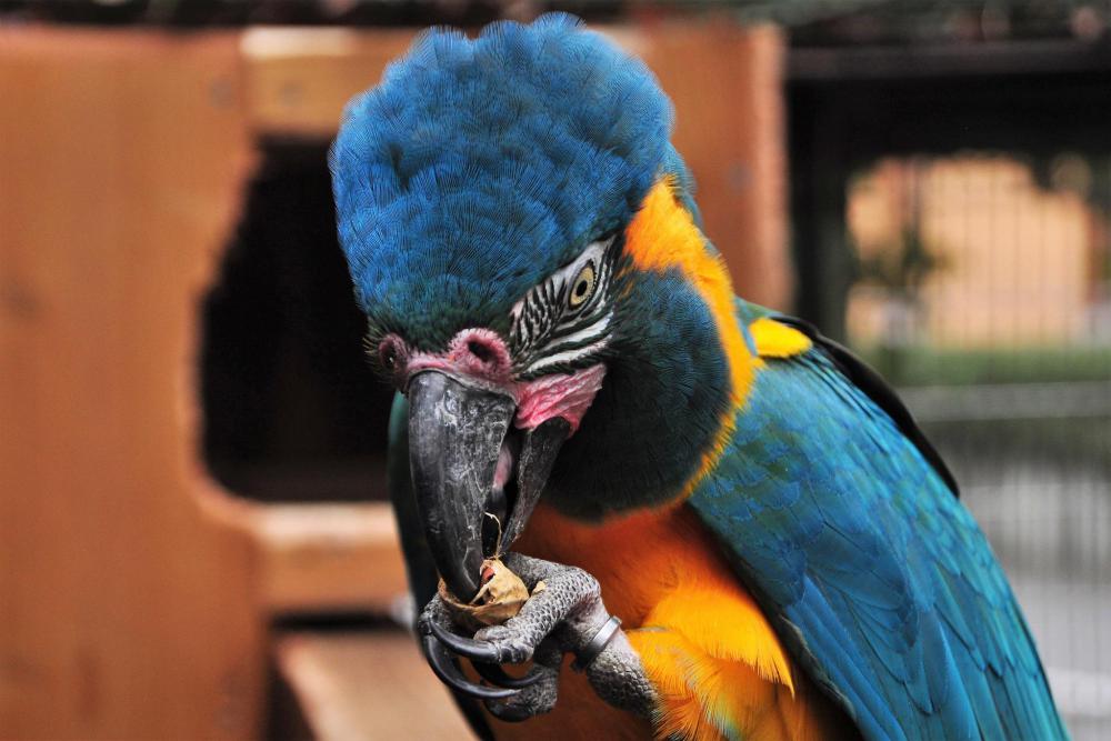 動物園の仲間「アオキコンゴウインコ」の写真2