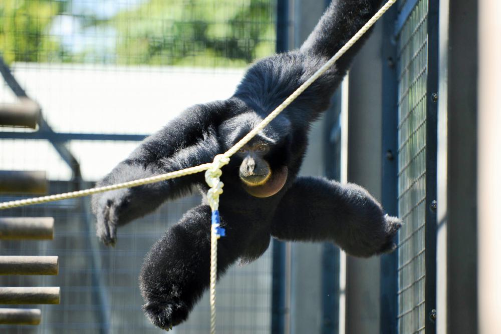 動物園の仲間「フクロテナガザル」の写真1