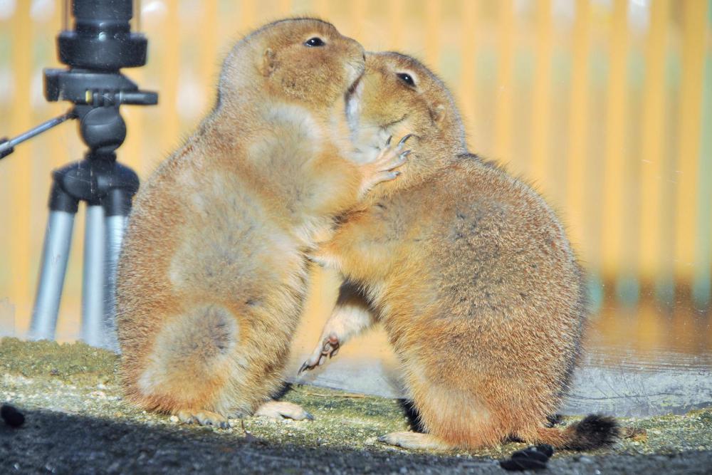 動物園の仲間「オグロプレーリードッグ」の写真3