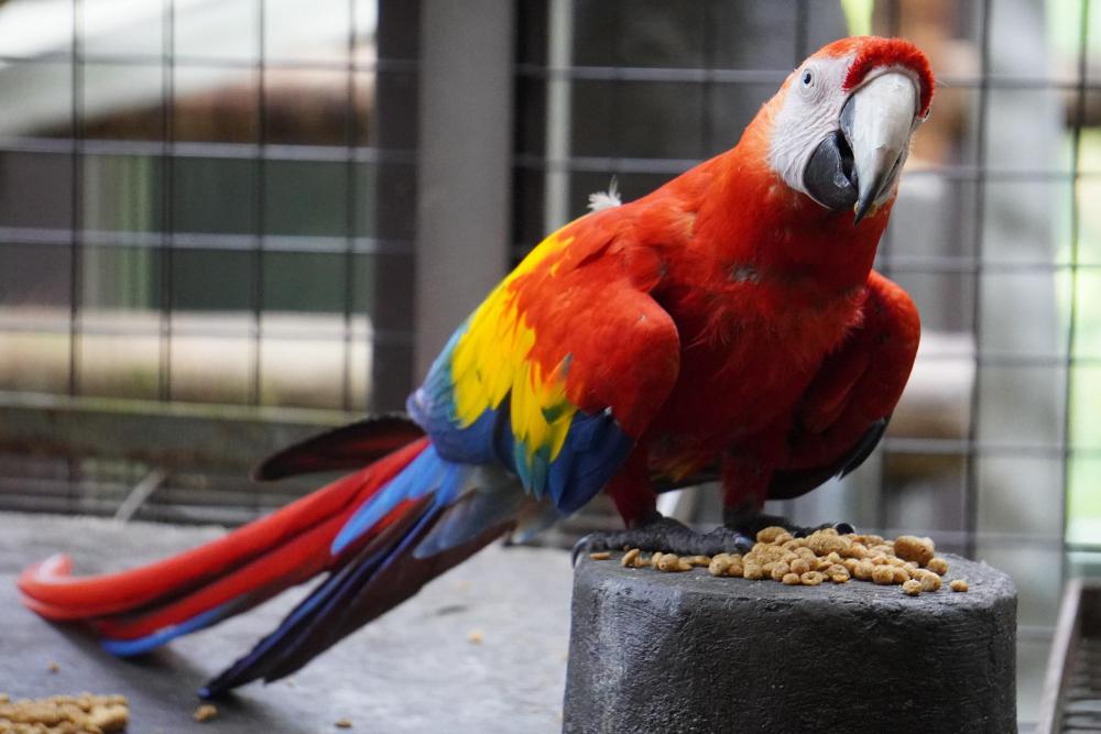 動物園の仲間「アカコンゴウインコ」の写真1