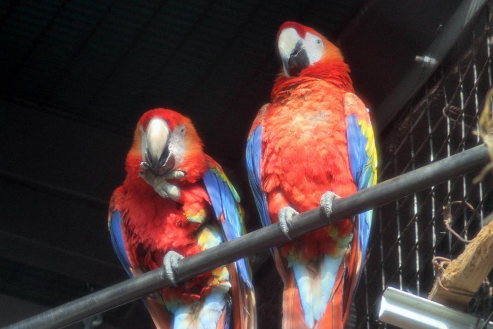 動物園の仲間「アカコンゴウインコ」の写真2