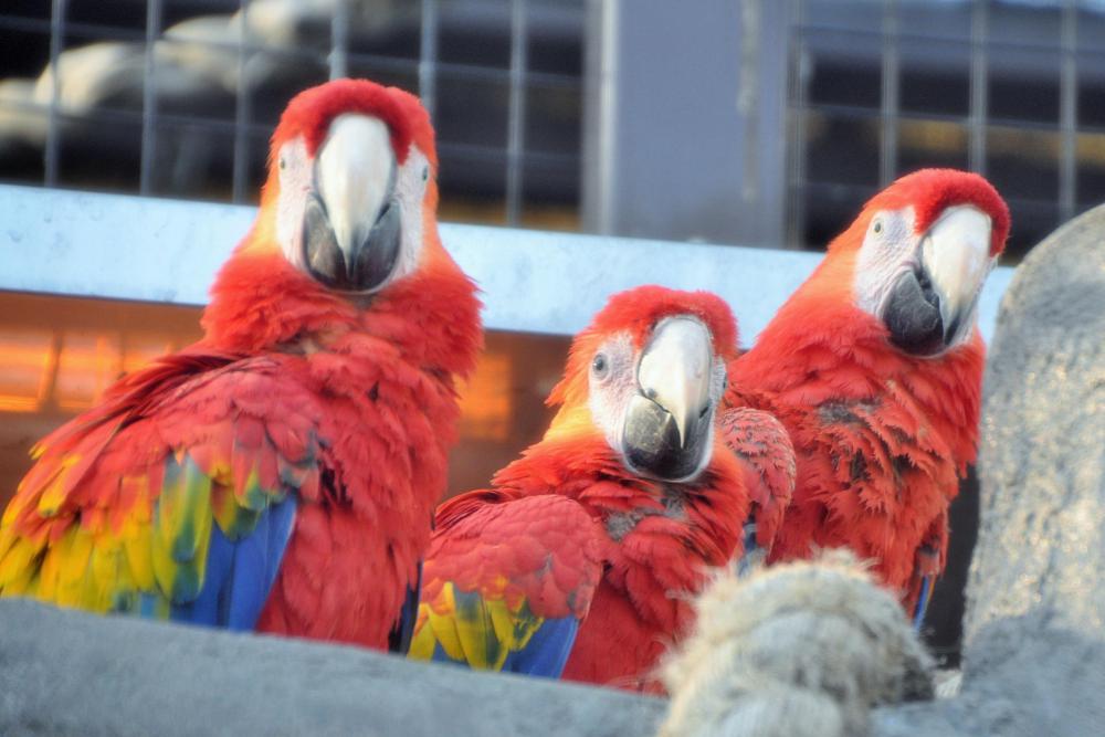 動物園の仲間「アカコンゴウインコ」の写真3