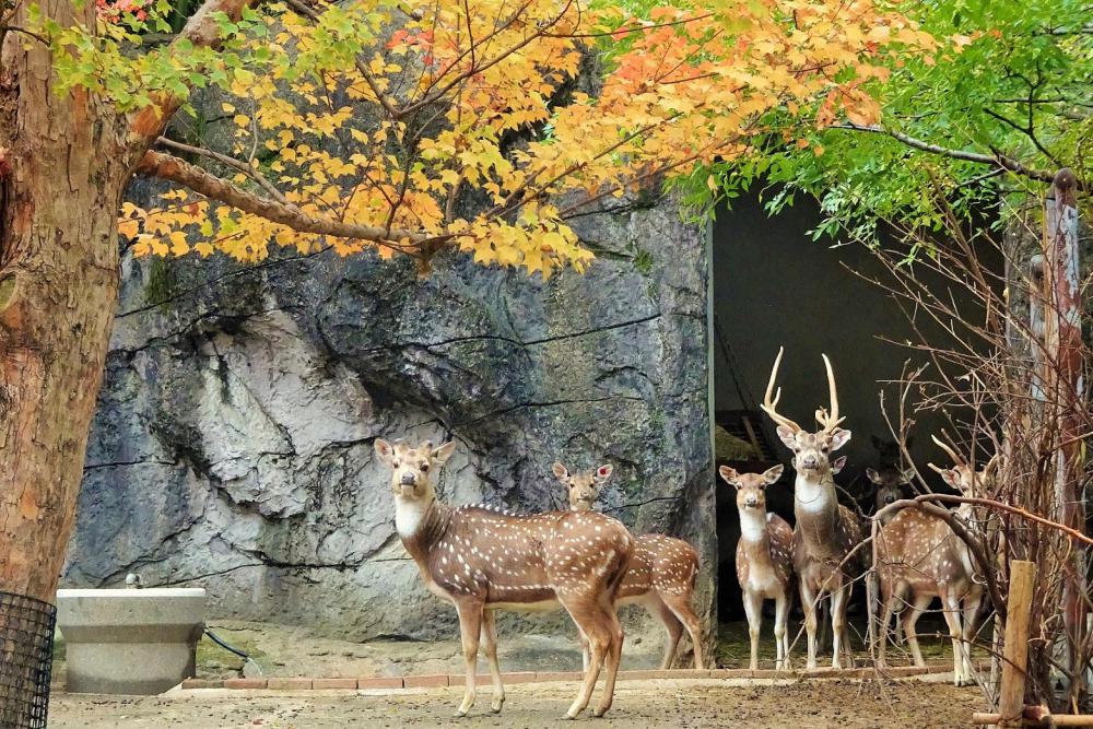 動物園の仲間「アクシスジカ」の写真4