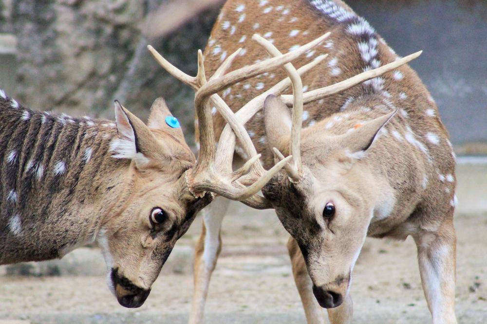 動物園の仲間「アクシスジカ」の写真3