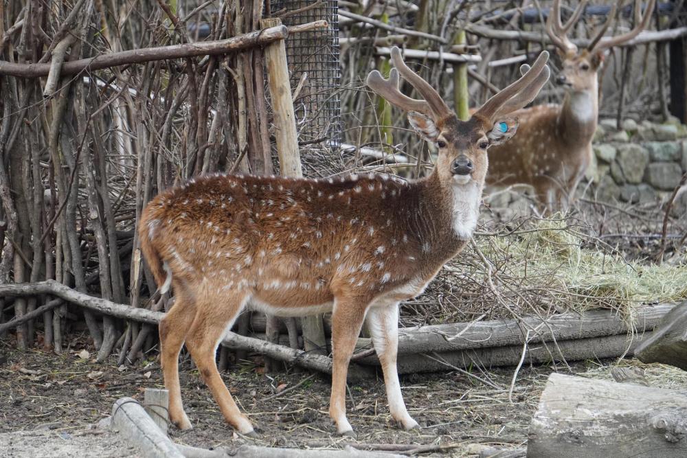 動物園の仲間「アクシスジカ」の写真1