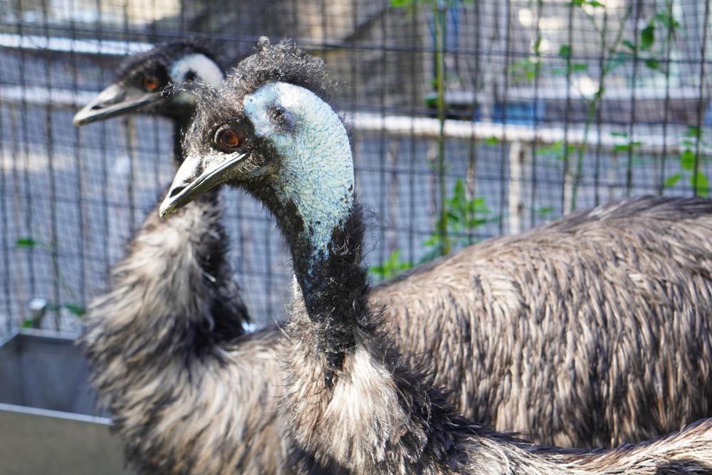 動物園の仲間「エミュー」の写真2