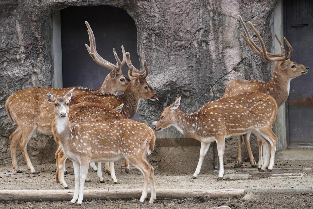 動物園の仲間「アクシスジカ」の写真2