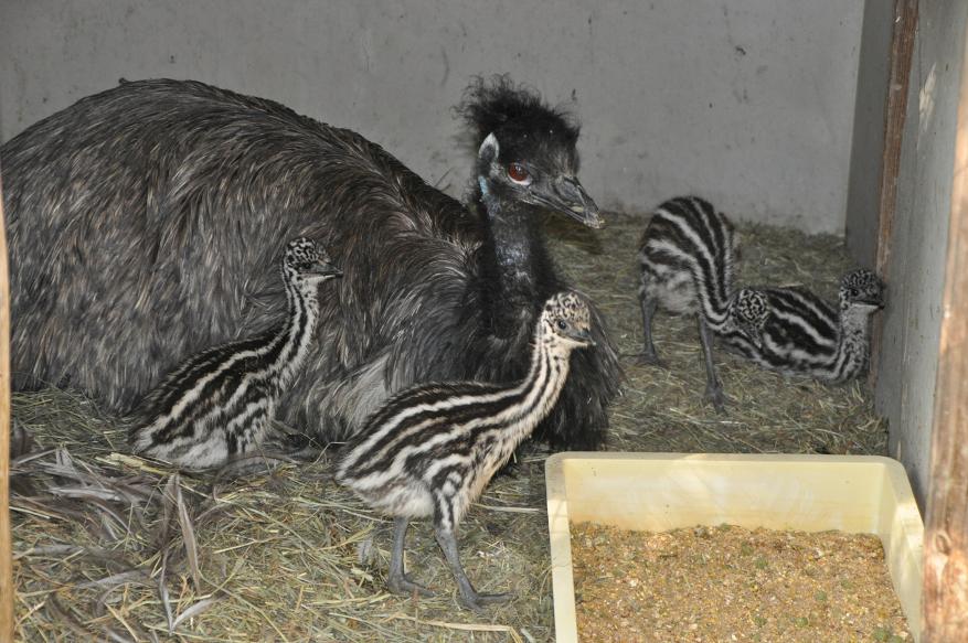 動物園の仲間「エミュー」の写真3